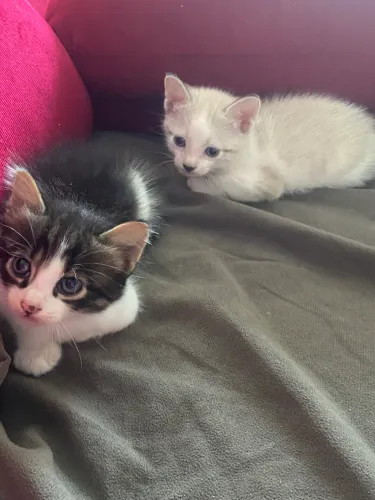 Gatos 