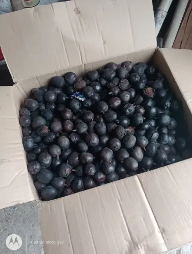 Palmeira Azul _Mudas e sementes