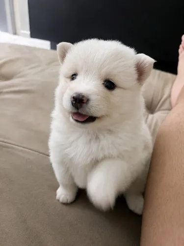 Spitz alemão