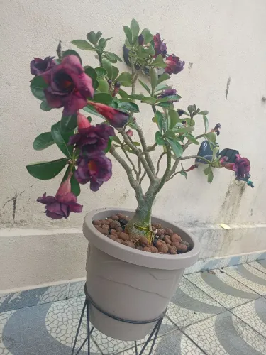 Rosa do deserto negra com rosas .planta adulta rosa tripla no vaso de 9L.8298828.282275