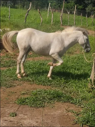 Vendo Pônei!