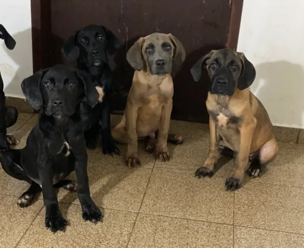 Cane Corso. Pedigree opcional! 