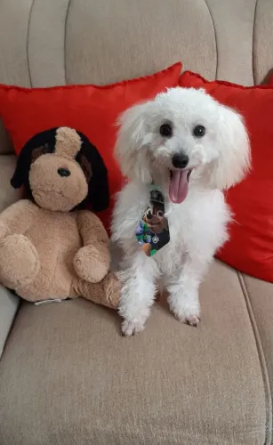 Poodles 3 macho e 2 femeas