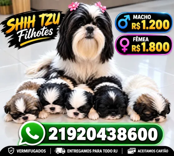 Shih tzu macho e fêmea raça pura lindos