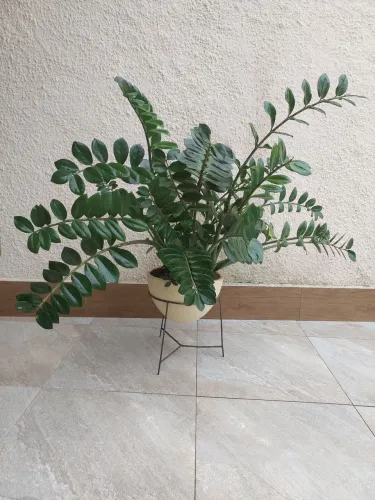 Zamioculca, vaso grande.