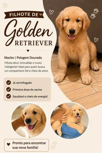 Filhote Golden Retriever