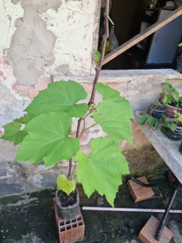 Muda de uva vitória  com 2 metrôs  aproximadamente  já em produção em um vaso de 5 litro.