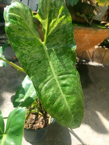 Planta rara Paraíso verde