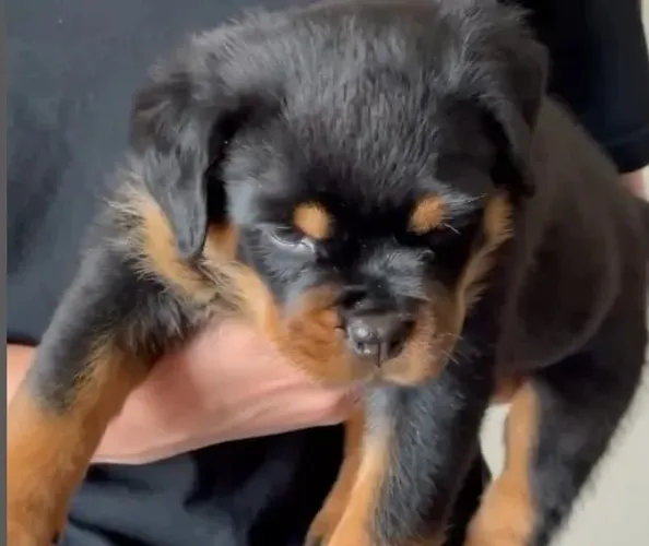 ROTTWEILER MACHOS E FÊMEAS