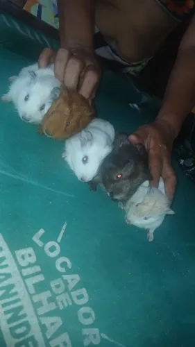 Porquinho da índia 