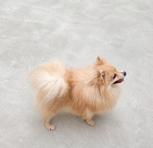 Spitz Alemão Lulu Bem Peludo Linhagem pura