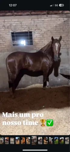Cavalo Mangalarga Marchador - Castrado