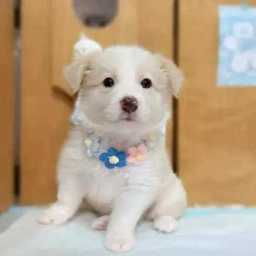 Bebezinho Border Collie com saude e procedencia garantida em contrato