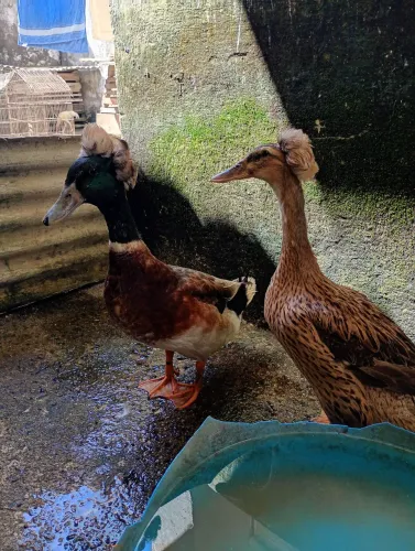 Casal de Marrecos Rouen Pompom