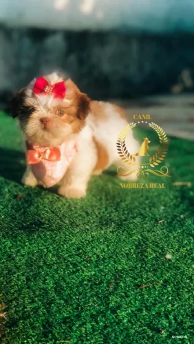 Shih Tzu Belissima do Melhor Canil de Joao pessoa @CanilNobrezaReal