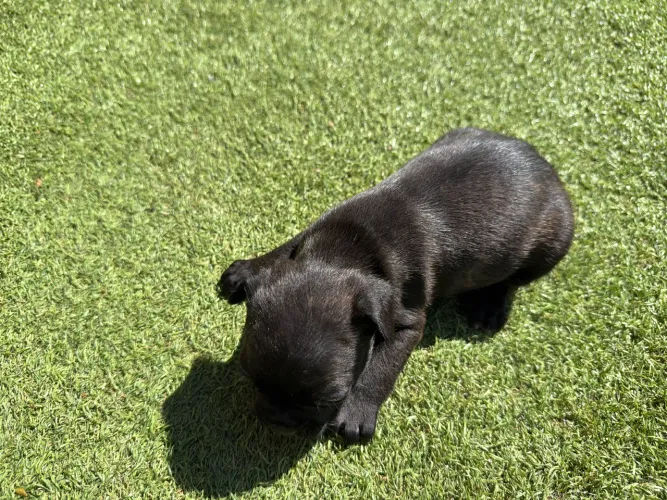 Buldogue Francês