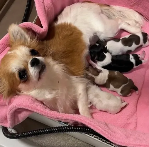 Chihuahua mini pelo longo cabecinha de maçã 
