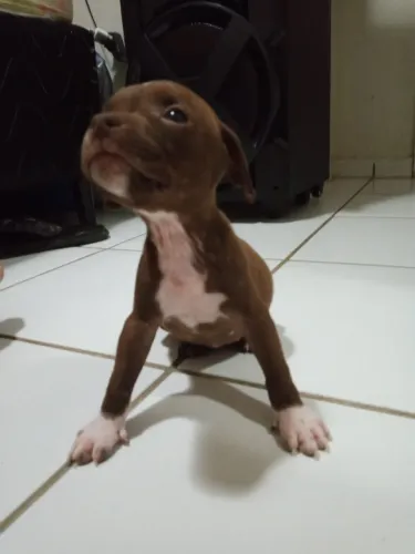 Valor 350 Filhotes de Pitbull tinha 14 só resta 3