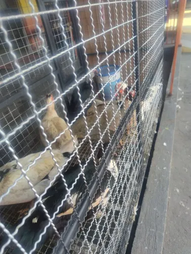 Patos pra abate cevado com ração de primeira!