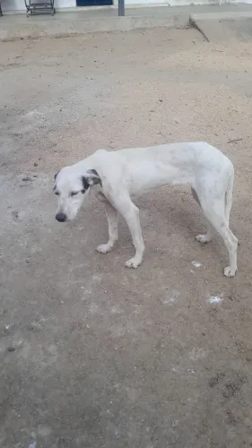 Cachorra fêmea raceada com perdigueiro 