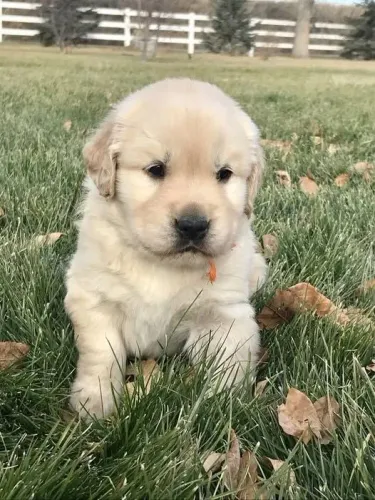 Golden retriever com excelente padrao