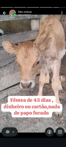 Bezerra angus 