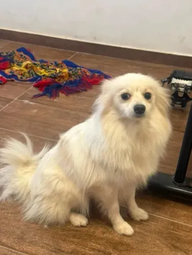 Spitz Alemão Fêmea