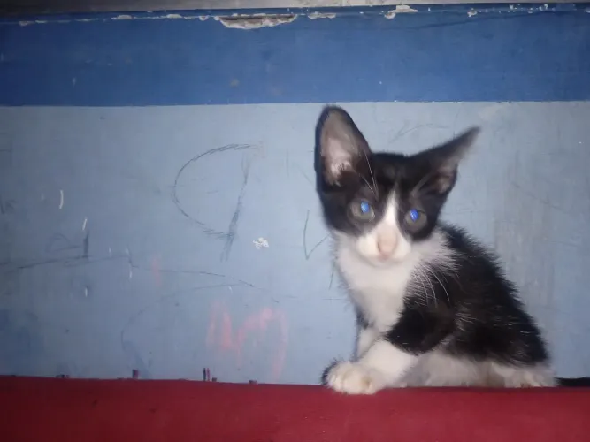 Doa-se gatinhos