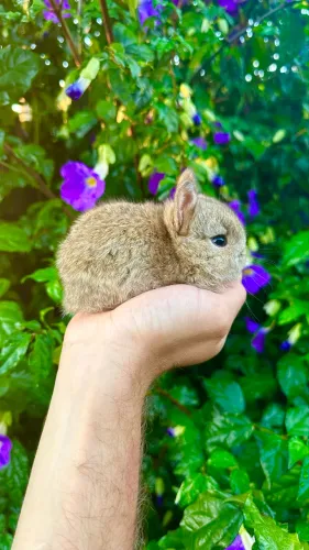 Mini Coelho Netherland Dwarf 