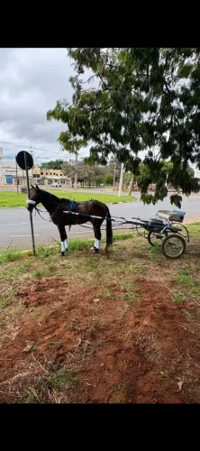 Cavalo Argentino