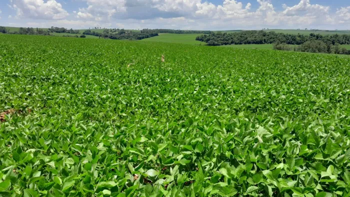 Fazenda de 84 alqueiro