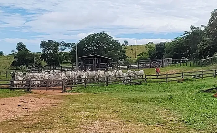 Fazenda 75 Alqueires - Dupla Aptidão