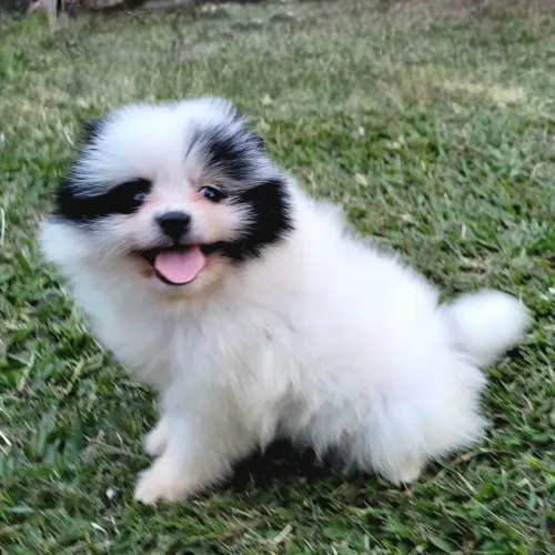 Filhote de Spitz Alemão (Lulu da Pomerânia)