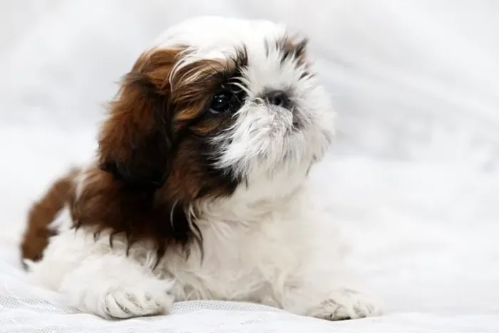 Shih-Tzu Mini Preto e Branco Macho - Amor e Fidelidade em um Só Filhote!
