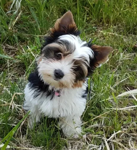 Biewer Terrier Macho Tricolor Um Amiguinho Leal e Brincalhão