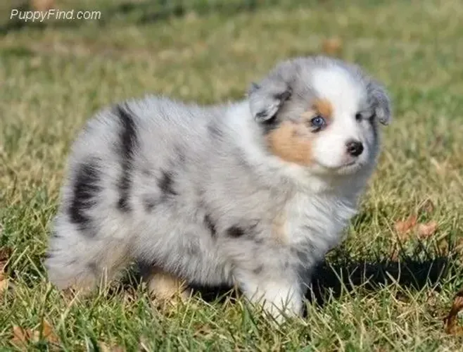 Border collie blue Merle - 51 dia