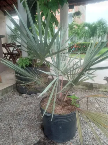 Palmeira Azul ou Bismarckia