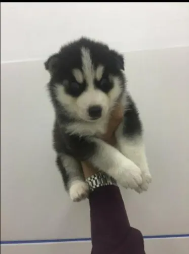 Husky Siberiano - Macho preto e branco com 56 dias, mais colorações disponíveis-Dani