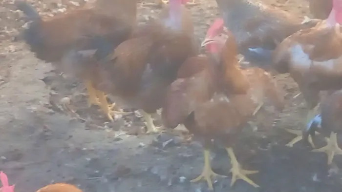 Frangos e frangas caipirão. 