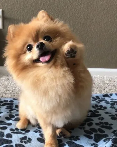 Spitz Alemão Filhotes na Cor Creme
