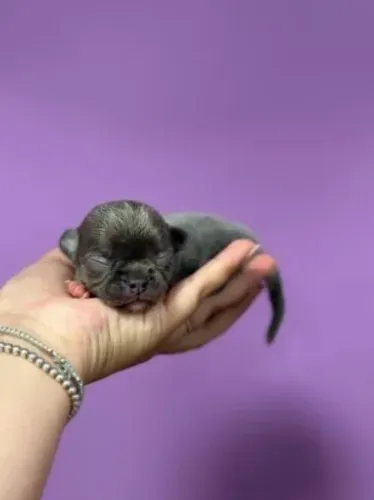 Chihuahua Macho Red: A Energia que Você Sempre Quis em Um Filhote!