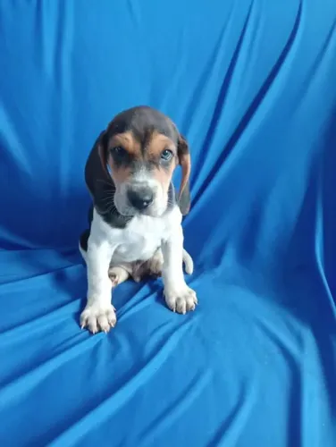 Filhote Beagle, Um filhote para chamar de seu!
