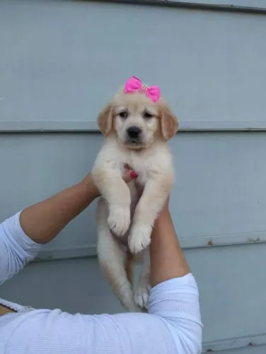 Filhote Golden Retriever, Diga sim para a felicidade em forma de cachorro!