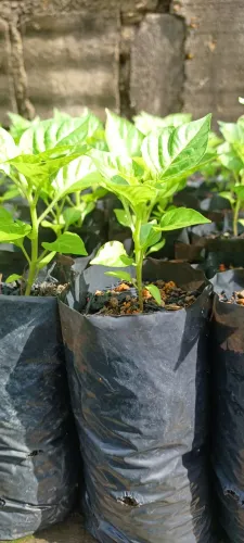 Mudinhas de Pimenta em Sacola - Cultive seu tempero!