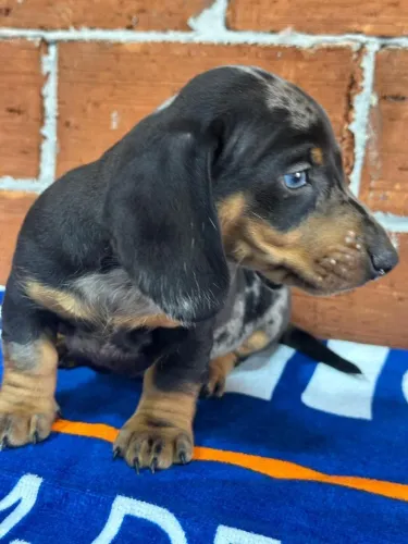 linguicinha lindo 