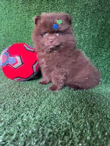 Lulu da pomerania exótico puro e com pedigree 