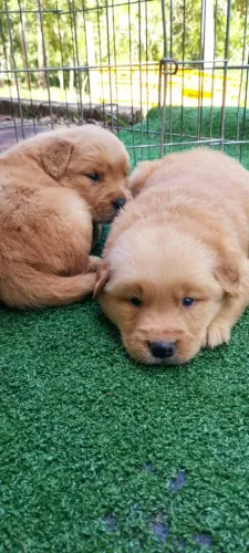  Golden Retriever filhotes lindos