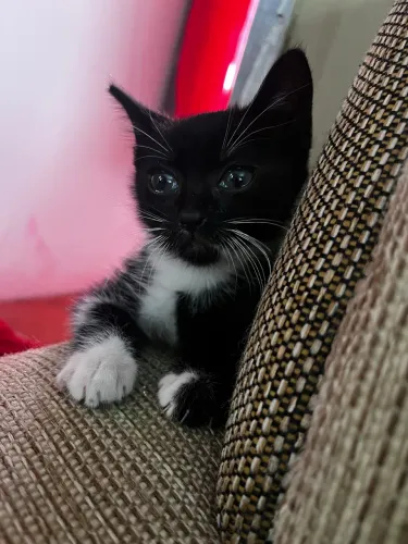 Gatinha Neném Frajolinha 