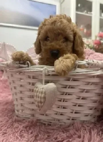 Poodle Toy super encantador