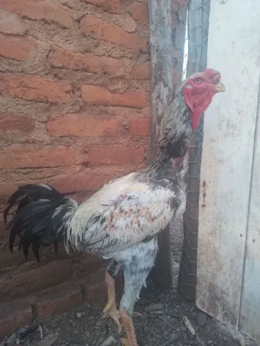 Ovos de indio gigante 